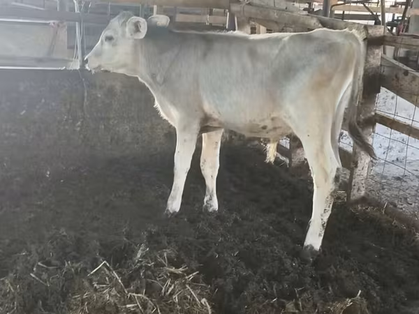 सांड, Swiss cattle
