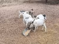 Billy Goat, Goats — photo 5