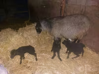 Widder, Rhon sheep — Foto 1