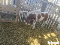 گھوڑا, Miniature horse — تصویر 5
