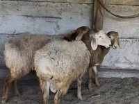 母羊, Sheep — 照片 4