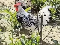 Chickens — foto 5