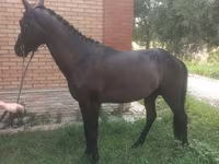 Faras, Anglo-Arabian — sawirka 4