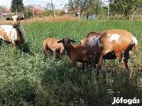 Beran, Cameroon sheep — foto 3