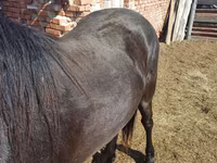 Άλογο, Horse breed — φωτογραφία 4
