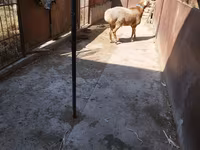 Beran, Arashan sheep — foto 4