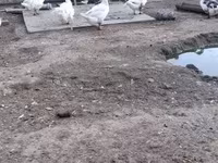 Chickens — photo 3