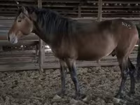 Faras, Kazakh horse — sawirka 2
