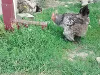 Brahma — foto 7