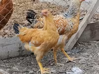 Chickens — foto 3