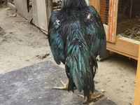 Chickens — عکس 1