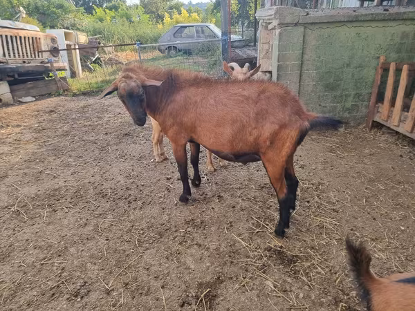 بز نر, Alpine goat