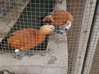 Ducks — fotografija 1