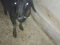 بز نر, بز — عکس 5