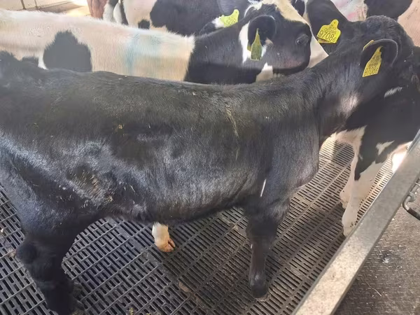 Kuh, Russian Black pied cattle