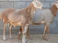 Qoʻchqor, Arashan sheep — 1-rasm