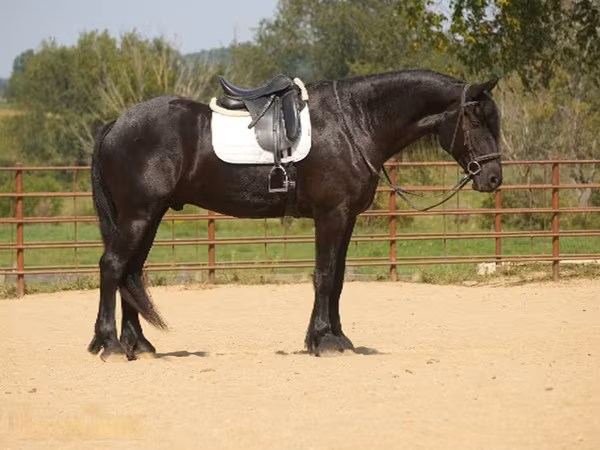 Адуу, Friesian