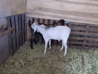 بز نر, Nubian Goat — عکس 6