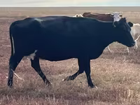 Kuh, Latvian Blue cattle — Foto 2