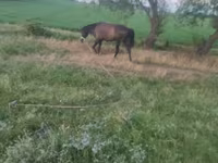 Cavallo, Cavalli — foto 2