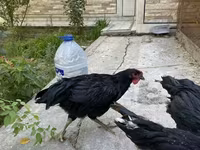 Chickens — photo 3