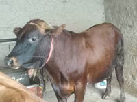 ወንድ በሬ, Cattle — ፎቶ 8