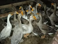 Geese — 사진 4