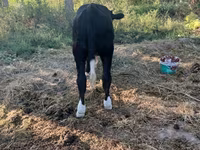 گاو ماده, Russian Black pied cattle — عکس 7