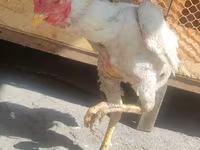 Chickens — புகைப்படம் 5