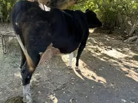İnək, Holştin irqi — foto 3