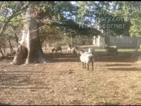 Ido, Vendee sheep — sawirka 2