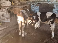 Dibi, Cattle — sawirka 3