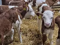 Бик, Simmental cattle — снимка 5