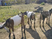 Jarac, Nubian Goat — fotografija 5