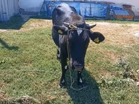 母牛, Holstein breed — 照片 2