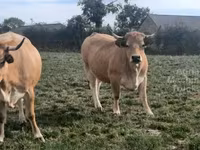 Cow, Aubrac cattle — photo 1