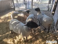 Хуц, White Suffolk sheep — 5 зураг