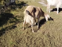Koza, Saanen goat — zdjęcie 3