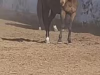Konji (partija, pol nije naveden), Thoroughbred horse — fotografija 4