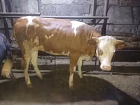 Mucca, Simmental cattle — foto 6