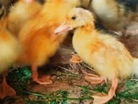 Ducks — عکس 2