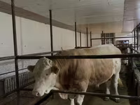 Tyre, Simmental cattle — foto 3