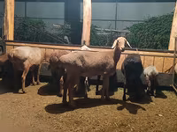 Sheep, Sheep — photo 1