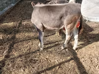 Lembu jantan, Swiss cattle — foto 3