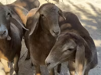 Owca, Arashan sheep — zdjęcie 1