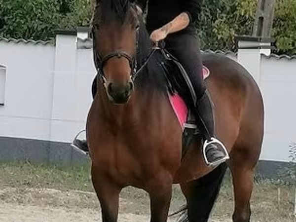 Stute, Hungarian horse breed