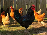 Chickens — foto 4