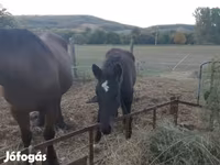 Hingst, Heste — foto 1