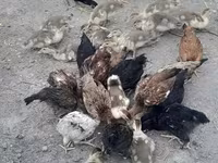 Chickens — fotografija 8