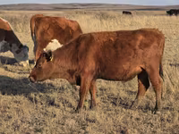 Lo’, Latvian Blue cattle — sawirka 4